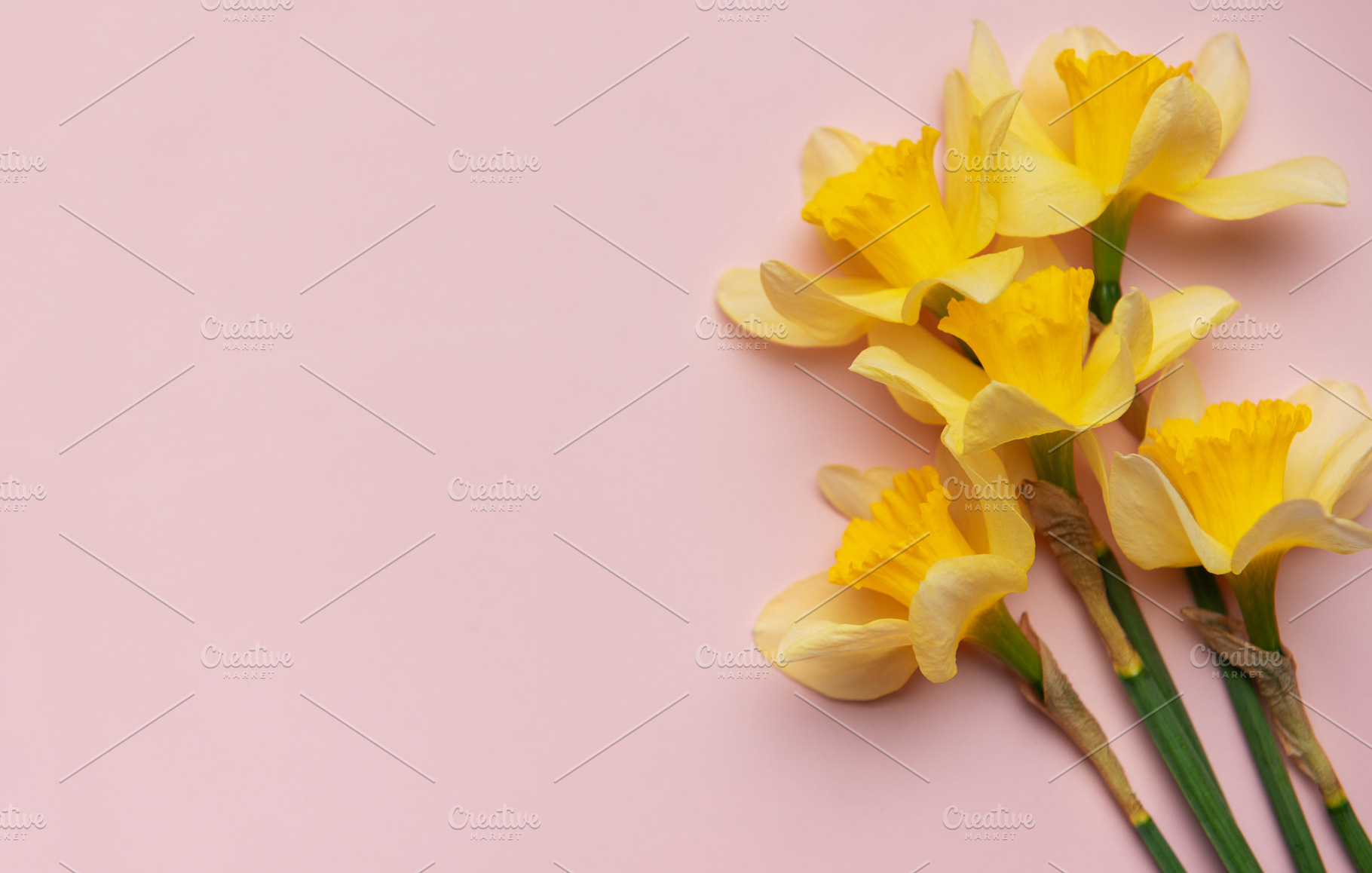 Bouquet of yellow daffodils lying on pink background, a Nature Photo by Olena Rudo