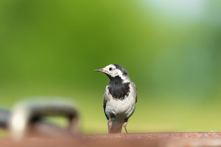 The white wagtail (Motacilla alba), an Animal Photo by AlexBush