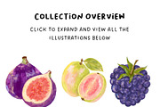 +32 Hand-Painted Fruit Collection, a Food Illustration by The Journey Atelier (Thumbnail 4 of 19)