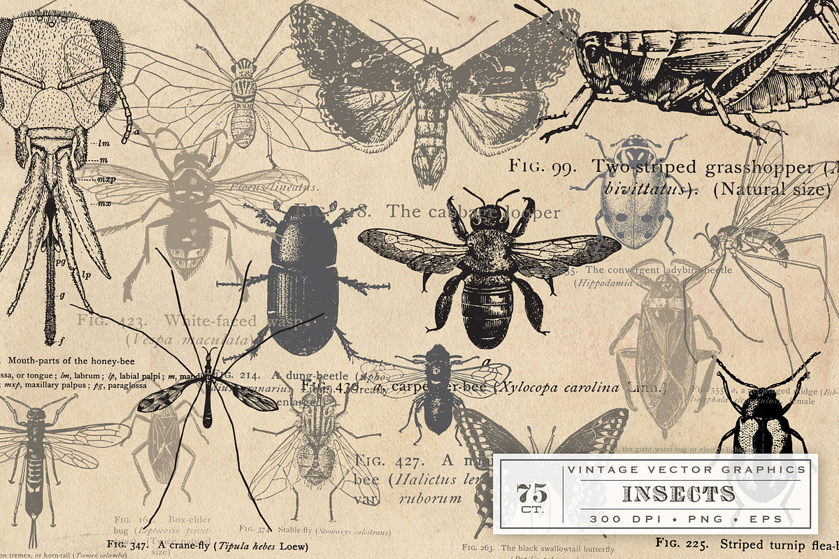 Antique Insect Vector Graphics, an Illustration by Eclectic Anthology (Photo 2 of 3)