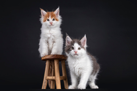 Maine Coon kittens on black background, an Animal Photo by Cat'chy Images by Nynke