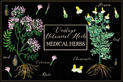 Vintage botanical medical plants, a Healthcare Illustration by LABFcreations (Thumbnail 2 of 6)