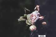 Lifestyle Photoshop Actions SALE, an Action Add-On by Viktor Gjokaj (Thumbnail 6 of 11)