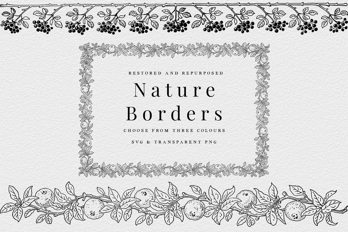 Vintage Nature Borders, a Decorative Illustration by AW Studios