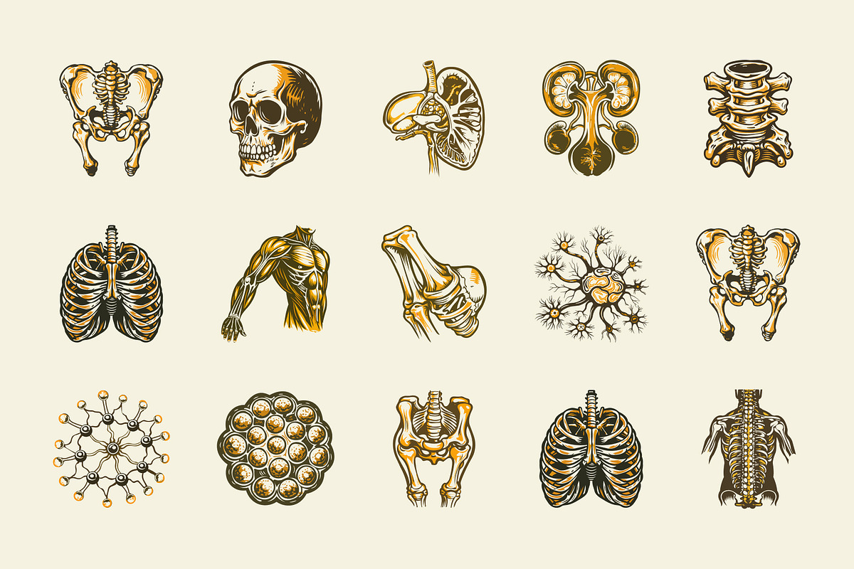 Vintage Antique Anatomy Illustration, a Healthcare Illustration by Creative Stall (Photo 6 of 8)