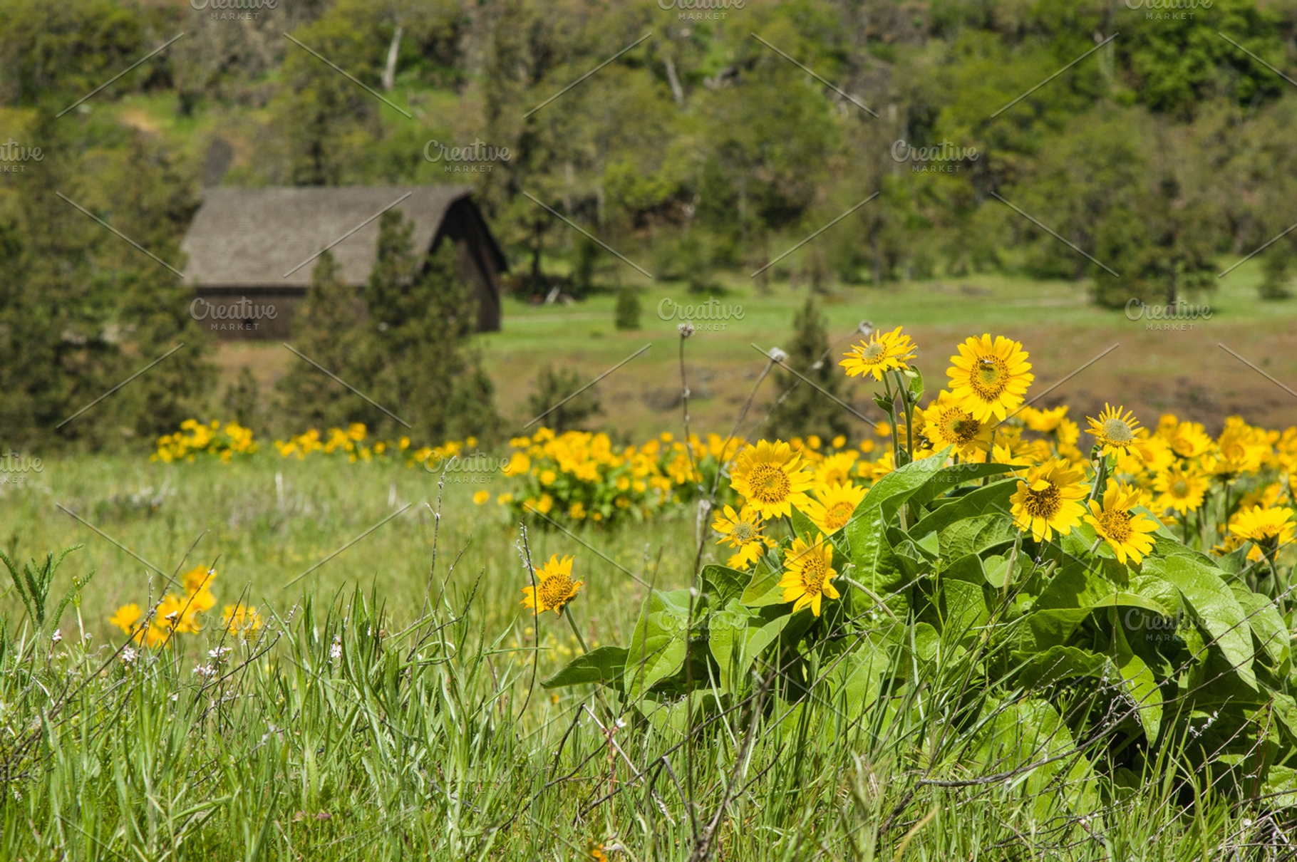 Rural Barn With Yellow Wildflowers Featuring Meadow Pasture And Flower