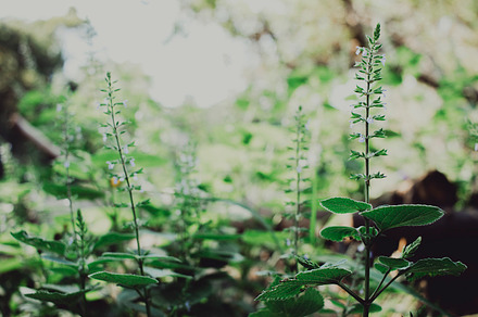 Forest flowers stock photo containing forest and flowers, a Nature Photo by René Jordaan Photography