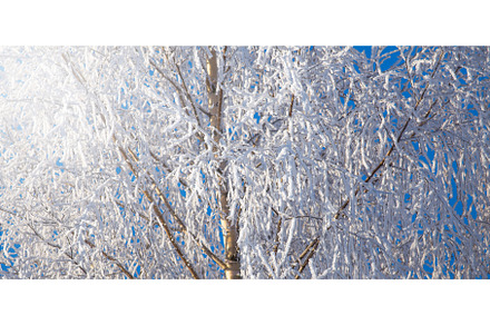 Branches of trees covered with frost, an Abstract Photo by Lukas Jonaitis SHOP