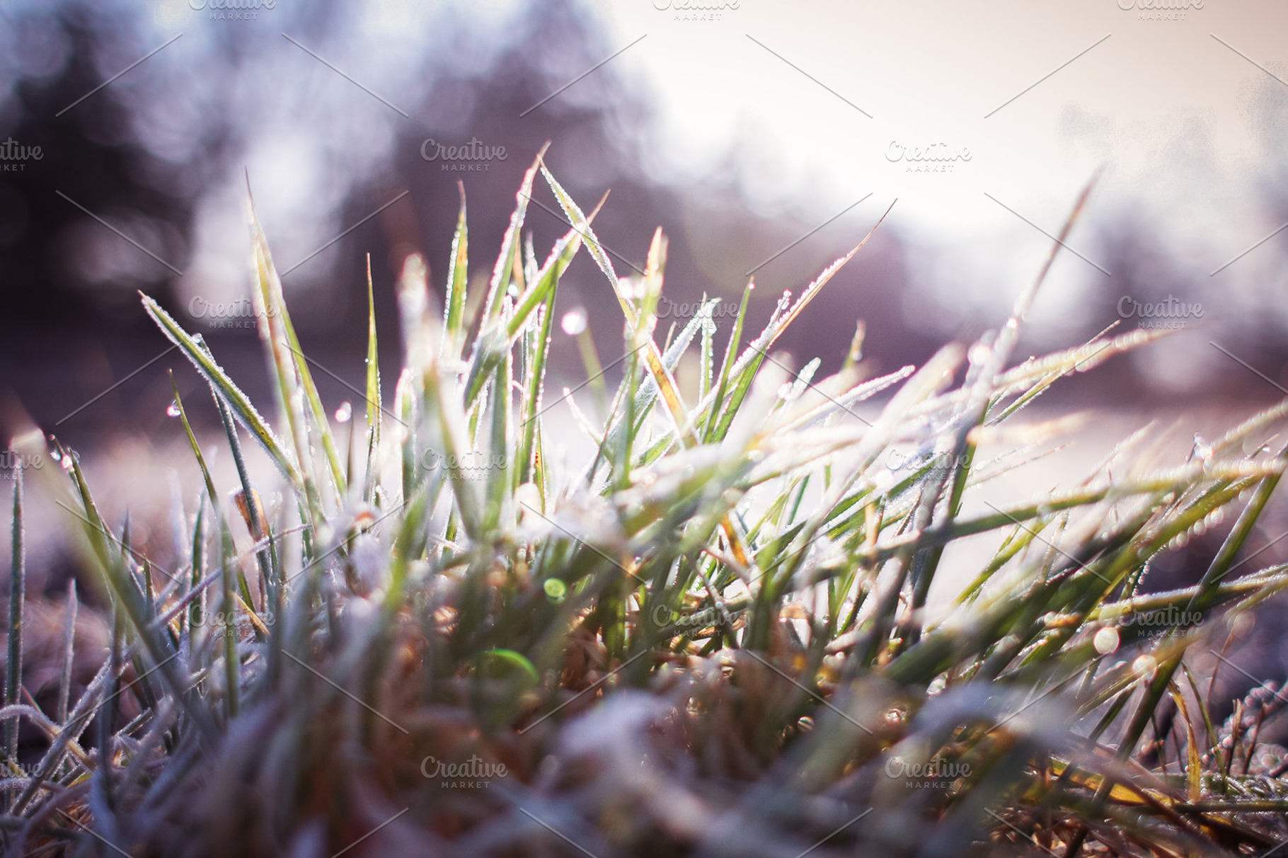 Frozen land grass featuring nature, winter, and dew