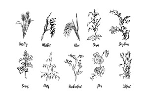 Cereal grains, an Illustration by Anada Arty