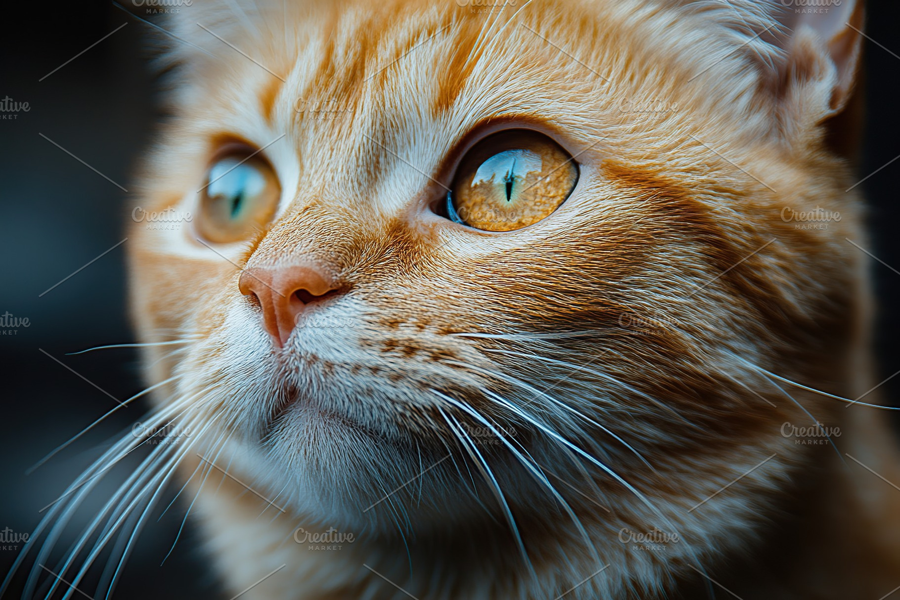 Ginger cat with big eyes, an Animal Photo by AlyaAnd