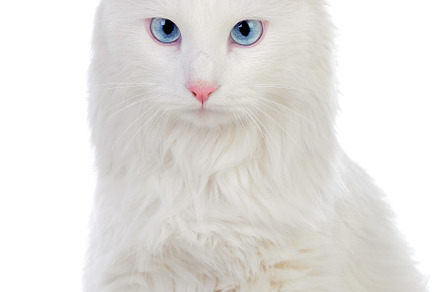 Adorable white persian cat containing feline, cat, and blue, an Animal Photo by José Manuel Gelpi
