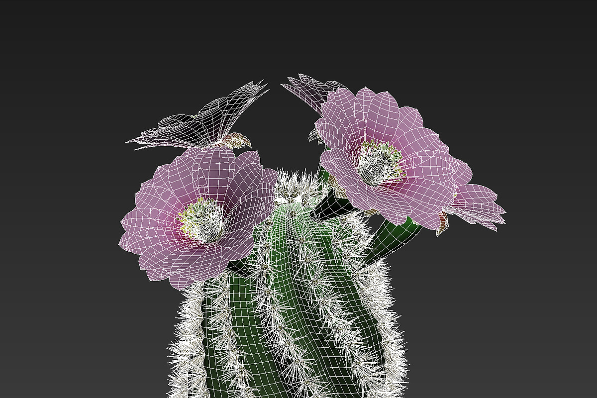 Spiral Cactus, an Environmental 3D Model by AndrewWhite (Photo 4 of 13)