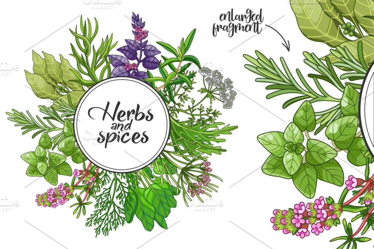 Green spices and herbs templates, a Food Illustration by Primula`s shop (Photo 3 of 4)