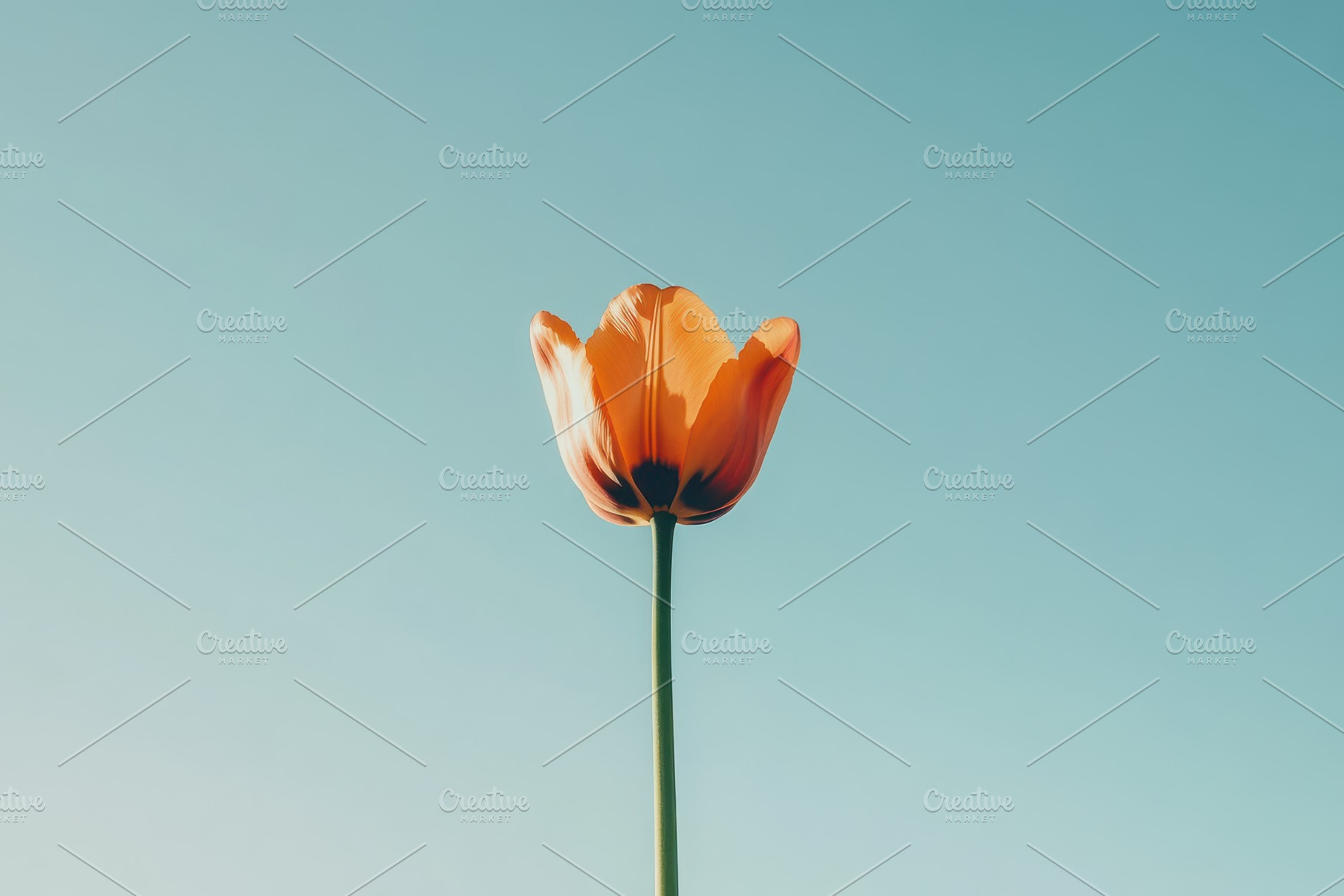 Vibrant orange tulip stands tall, a Photo by Pavel_design