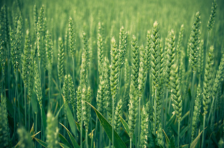 In The Field Iv Stock Picture preview 4