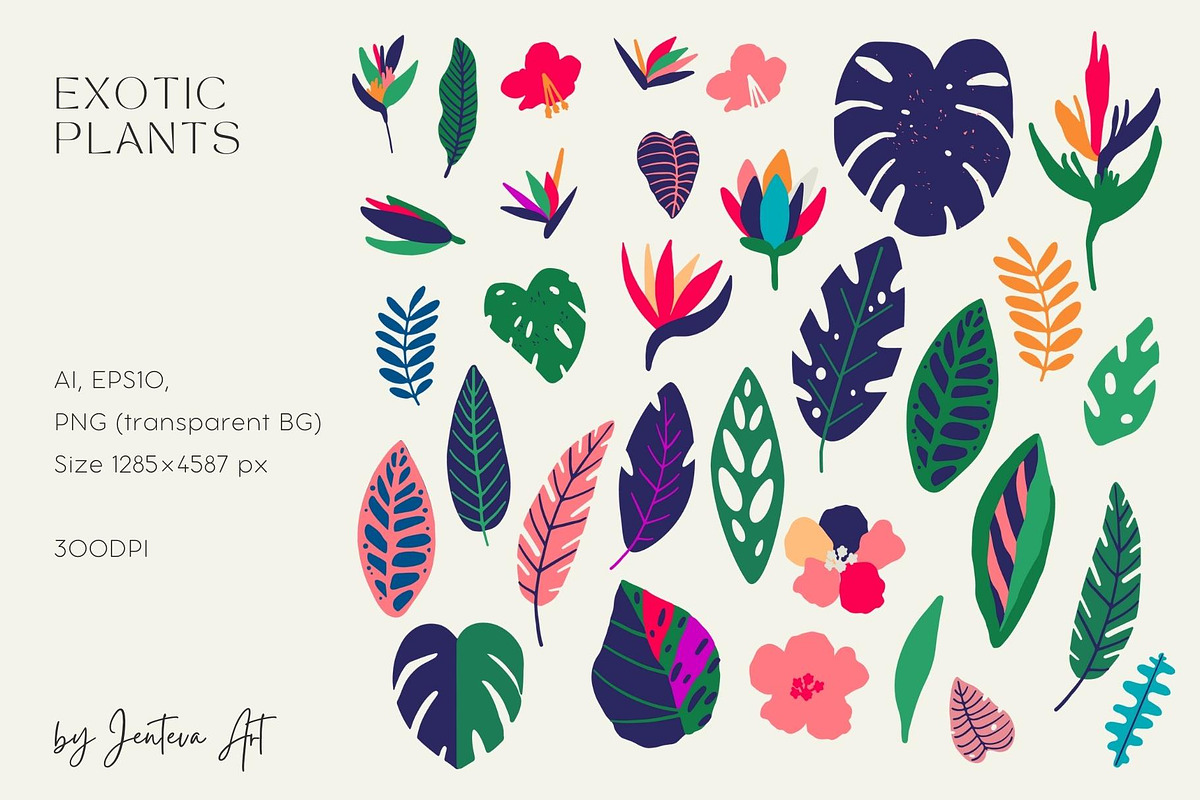 Exotic Birds Collections