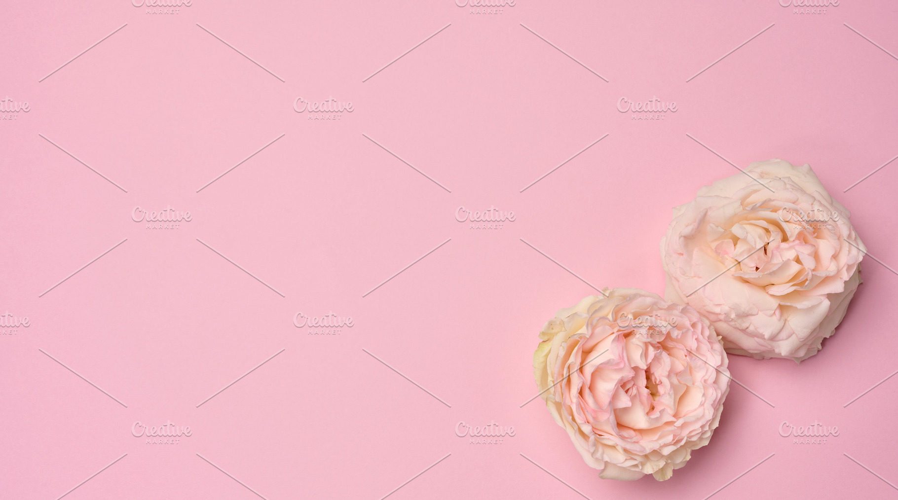 Blooming buds of pink roses on a pink background, composition, a Nature Photo by ndanko