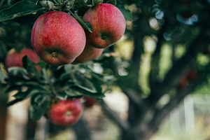 Organic apples on tree featuring apple, apples, and apple on tree