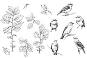 Birds on Branches Sketch, a Decorative Illustration by Valentyna Smordova (Thumbnail 3 of 9)