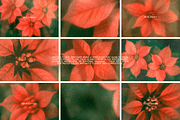 Christmas Poinsettia - Soft Floral, a Background Graphic by DigARTbyHavroshka (Thumbnail 4 of 9)