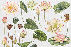 Watercolor Lotus Clipart, PNG