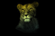 Line Art Lion Logo, a Branding & Logo Template by Designs Basket (Thumbnail 3 of 5)