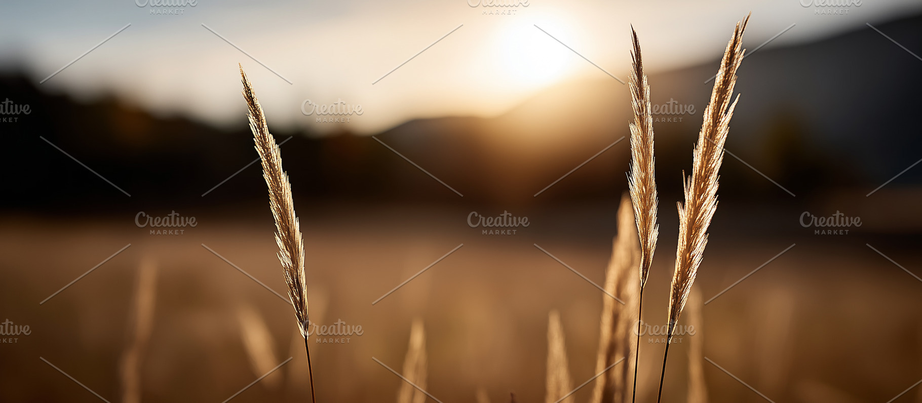 Golden grass swaying in the breeze, a Nature Photo by MistyDay