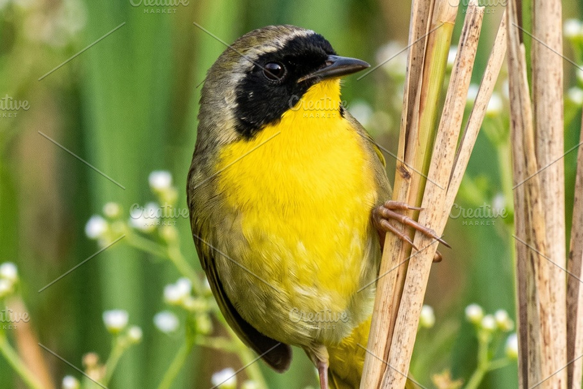 30 Songbirds Photo WallArt Printable, an Animal Photo by Image for Sale (Photo 4 of 4)