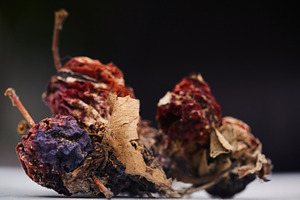 Dried rotten wild apples macro photo on dark blurred background. Close-up photo
