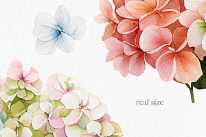 Pink Blue Hydrangea Flower Clipart