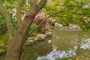 Japanese garden, botanic garden of montevideo city, uruguay, a Nature Photo by DanFLCreativo