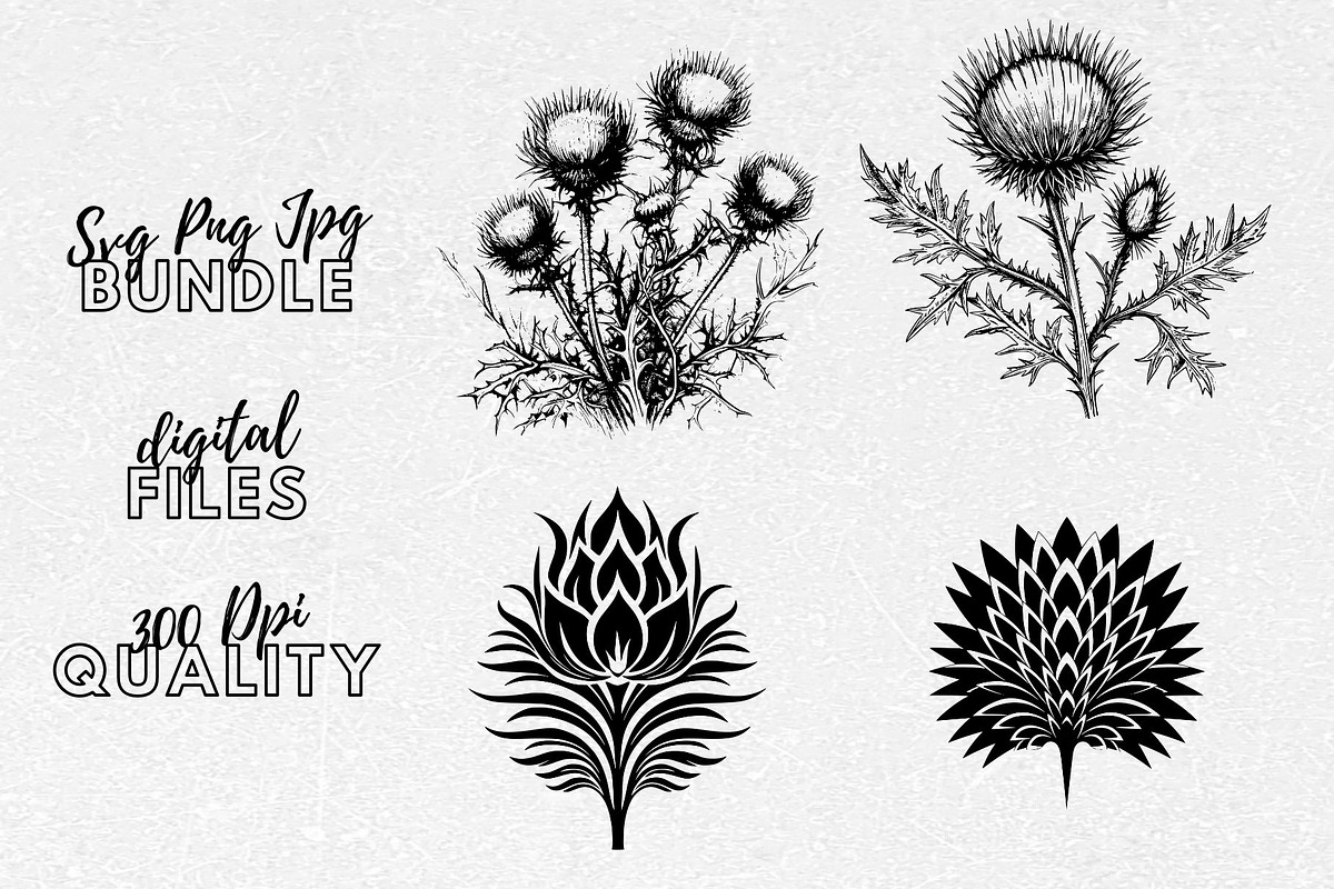 Thistle SVG - Thistle Clipart, an Illustration by YouniqueArtwork (Photo 1 of 5)
