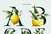 Watercolor vector lemons collection, a Healthcare Illustration by kaer_shop (Thumbnail 3 of 8)