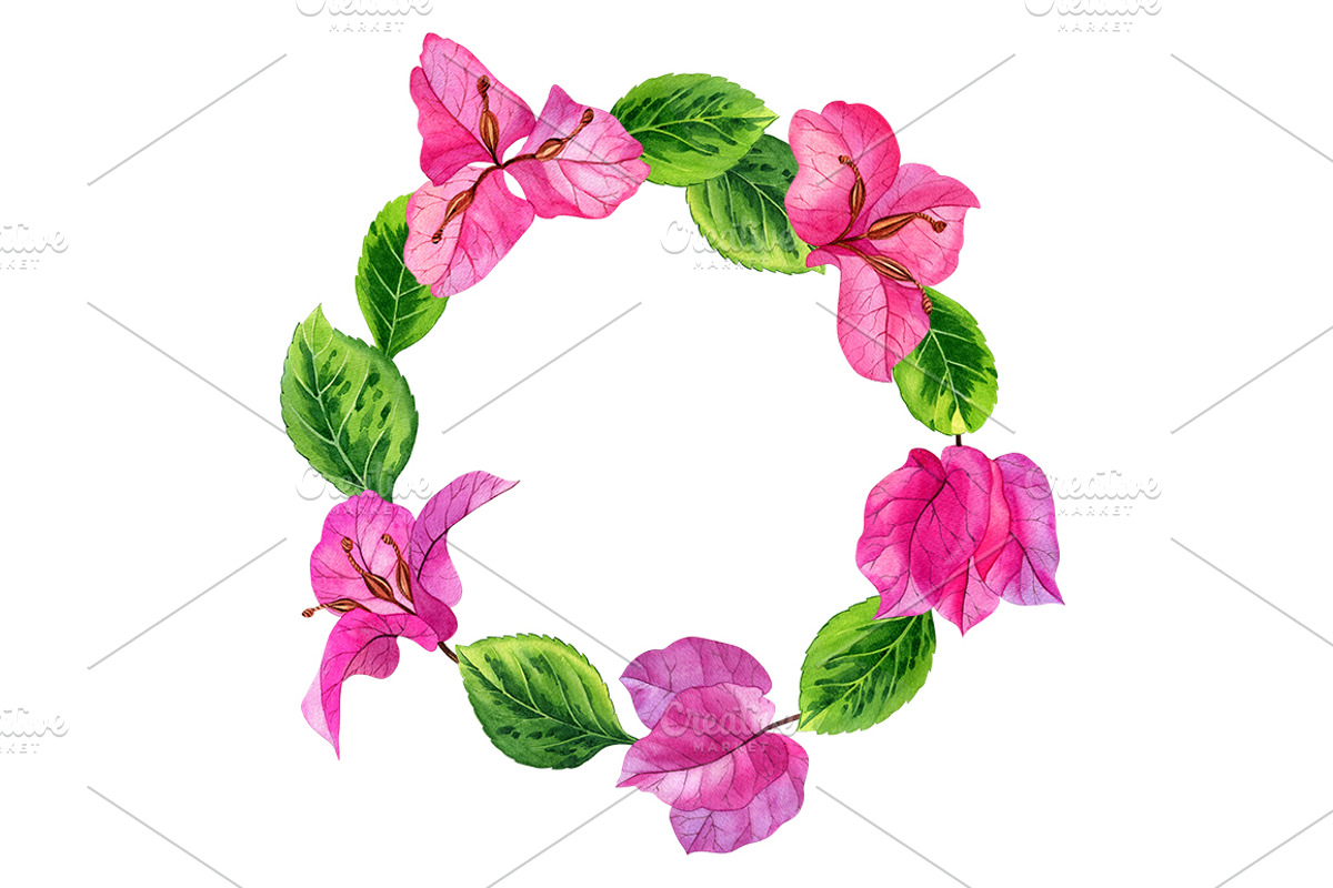 Bougainvillea flowers, a Decorative Illustration by Watercolor life (Photo 4 of 4)