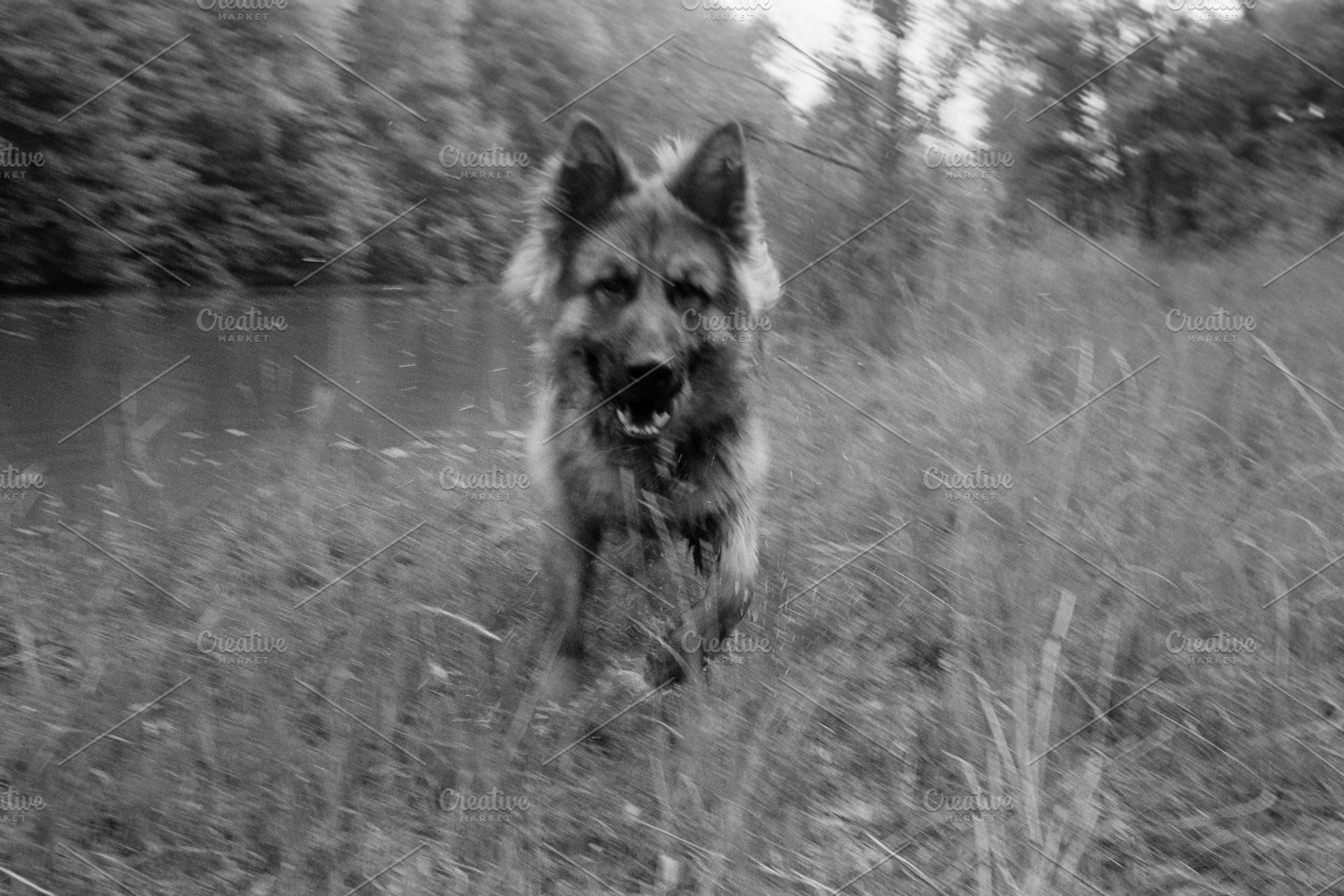 German Shepherd dog standing in a meadow by a pond, a Photo by WorldOfPhotos