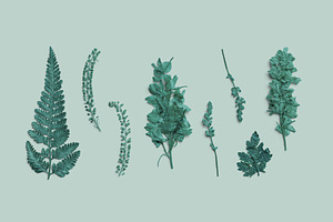 Azure Pressed Botanical PNG Pack, an Object Graphic by Custom Scene
