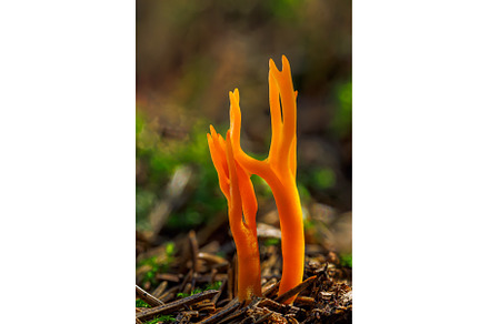 Amazing forest mushroom looks like, a Nature Photo by Lukas Jonaitis SHOP