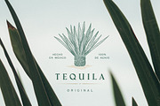 Agave hand drawn vector illustration, an Illustration by Fat Hamster (Thumbnail 6 of 7)