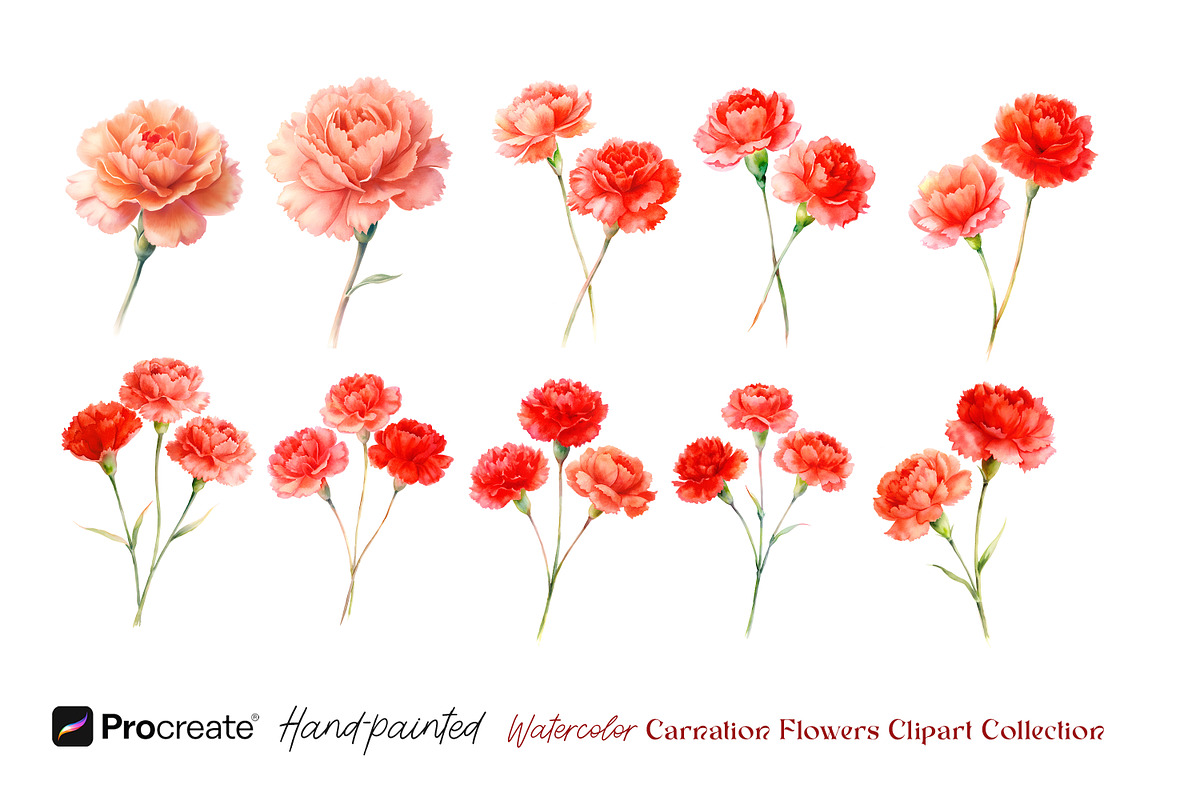 Watercolor Carnation Flowers Clipart, an Object Graphic by crafty (Photo 6 of 7)