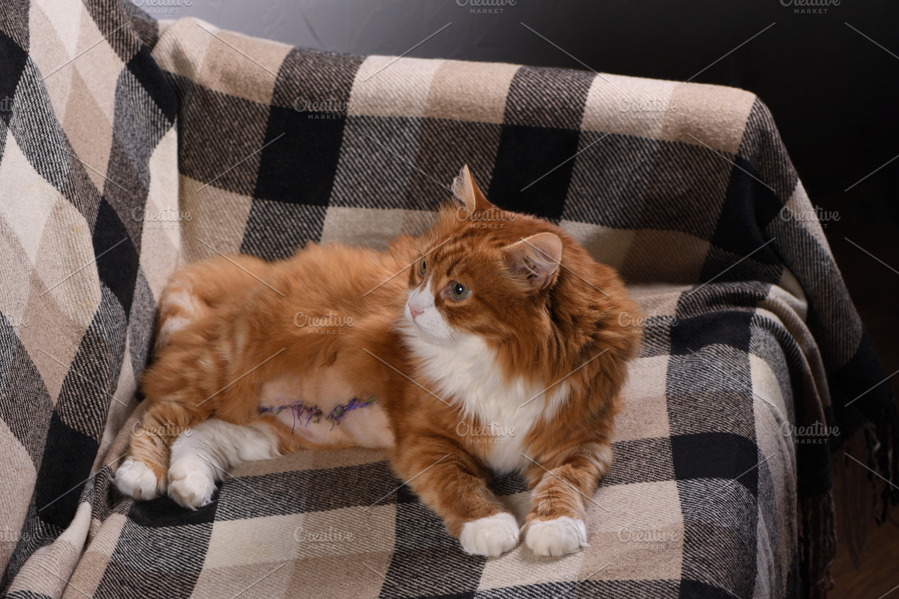 The cat lies on the couch at home, an Animal Photo by Apolonia