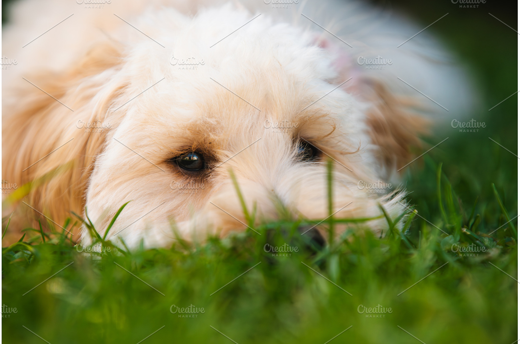 Close-up of Maltipoo Puppy Face, an Animal Photo by MadPhotos