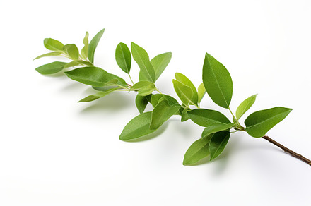 Branch with green leaves on white background, a Nature Photo by AlyaAnd