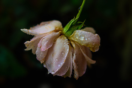 Wilted Love - stock photo of a rose