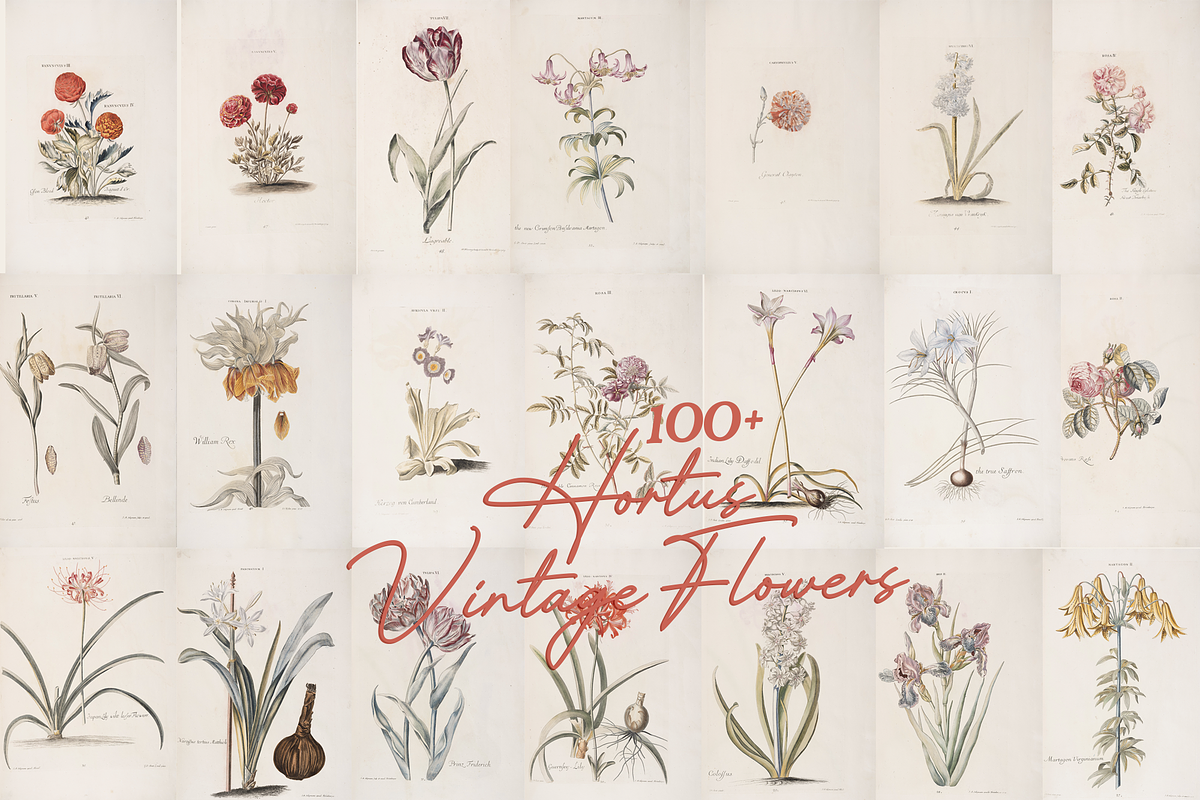 Hortus Vintage Flowers Prints, a Decorative Illustration by Digital Museum (Photo 5 of 9)