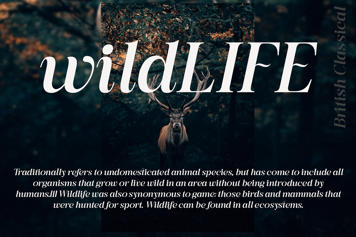 British Classical - Display Serif, a Serif Font by TypeClassHeroes (Photo 9 of 15)