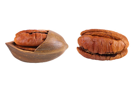 broken pecan nut isolated on white, a Food & Drink Photo by NataPhoto