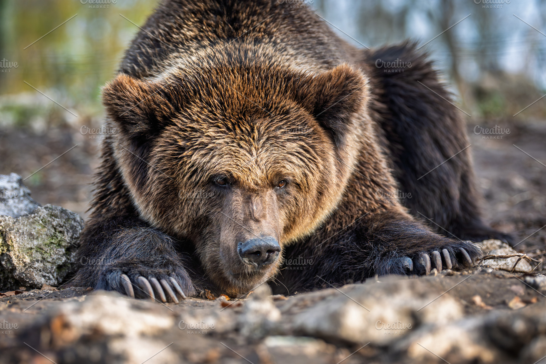 Large brown bear resting in a forest habitat during early morning light, showca, an Animal Photo by Byrdyak