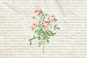 Augello Timeless Serif Typeface, a Serif Font by Oheunola (Thumbnail 2 of 9)
