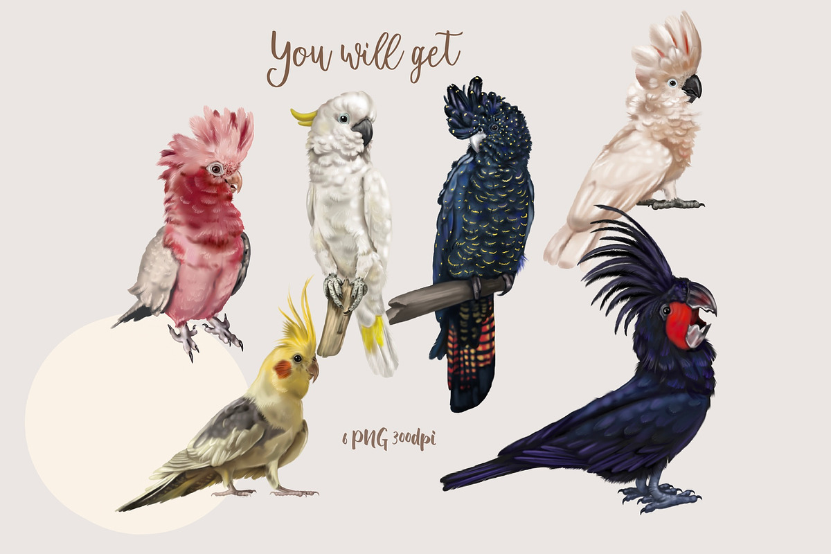Parrots, Watercolor cockatoo clipart, an Illustration by NNclipart (Photo 2 of 4)